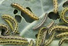 Shoal Pointgarden-pests-and-diseases-6.jpg; ?>